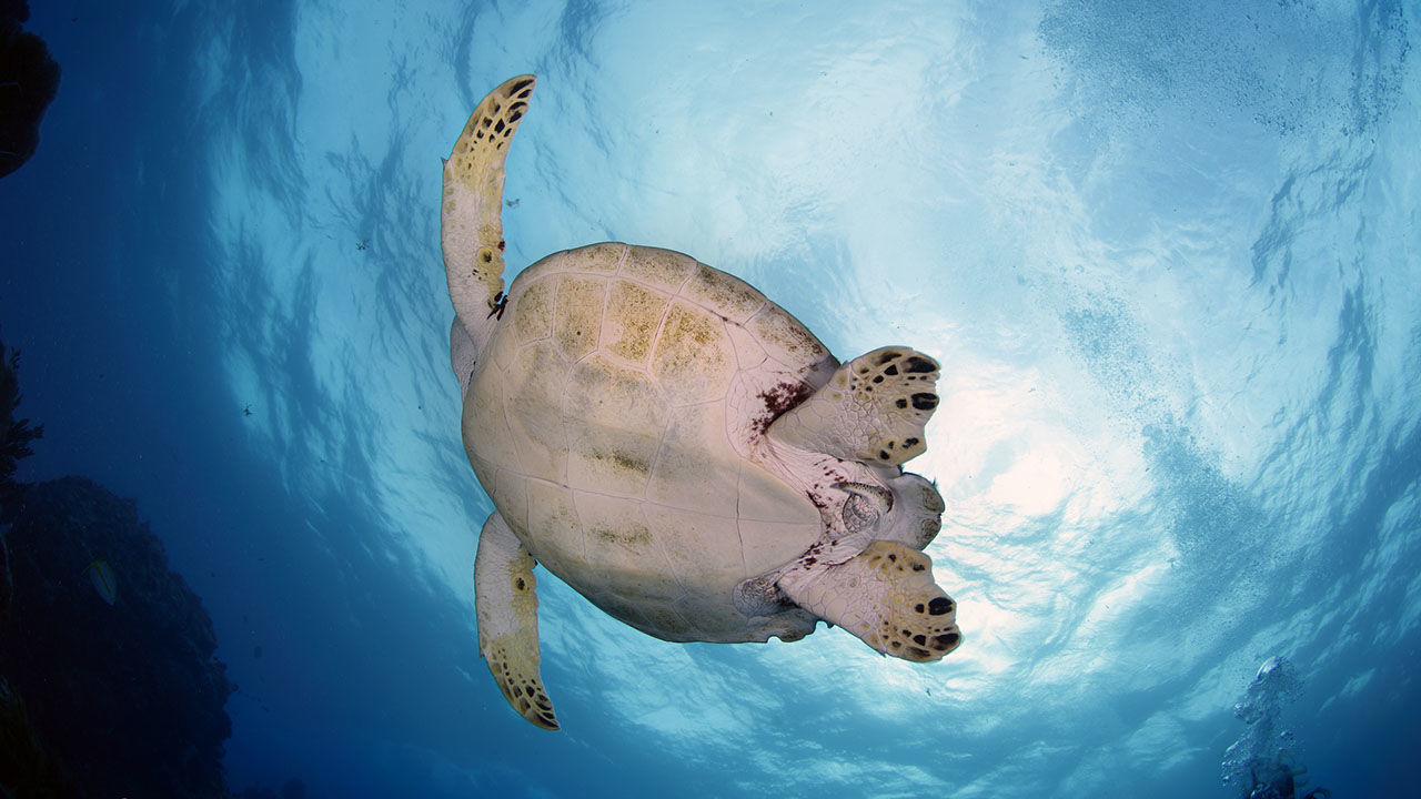 OrcaTorch 水下攝（shè）影手電筒