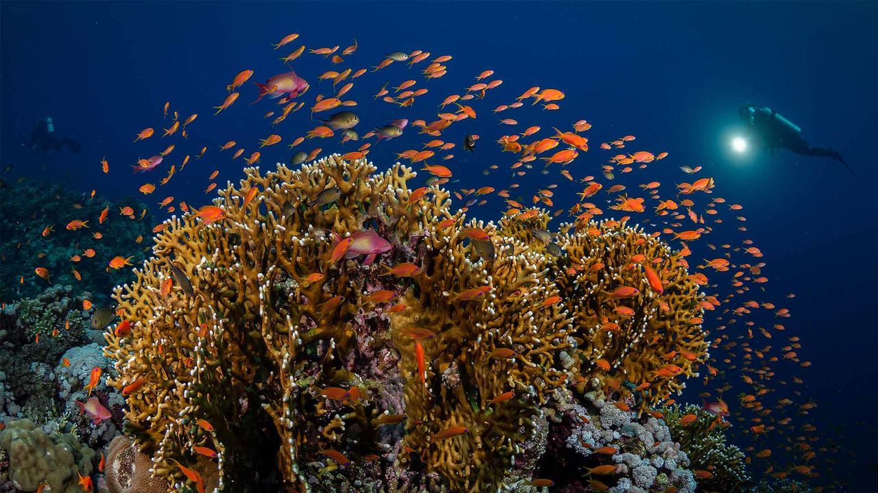 便攜潛水手電筒，水下手電（diàn），OrcaTorch木瓜视频 D910V