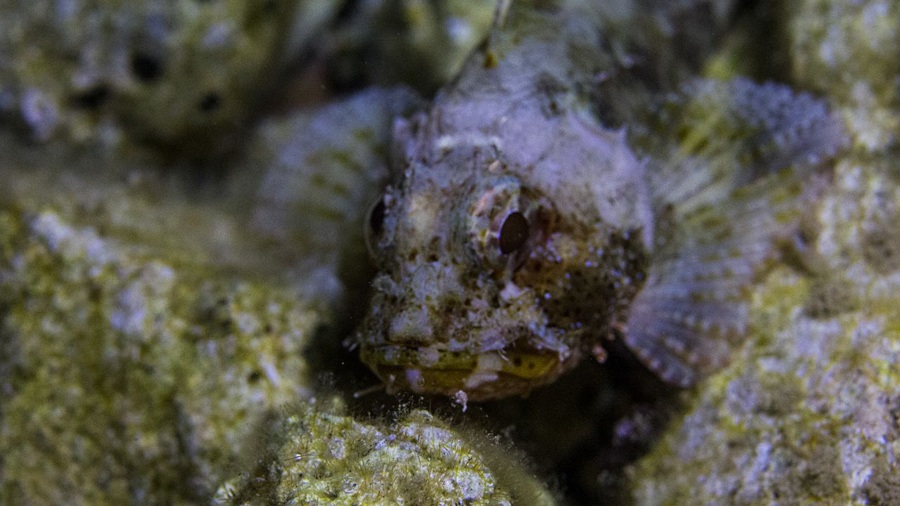 三光源潛水攝影補光燈（dēng）