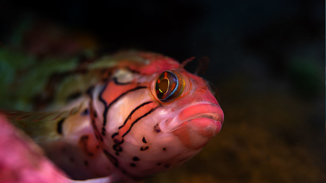 OrcaTorch 水下攝影手電筒