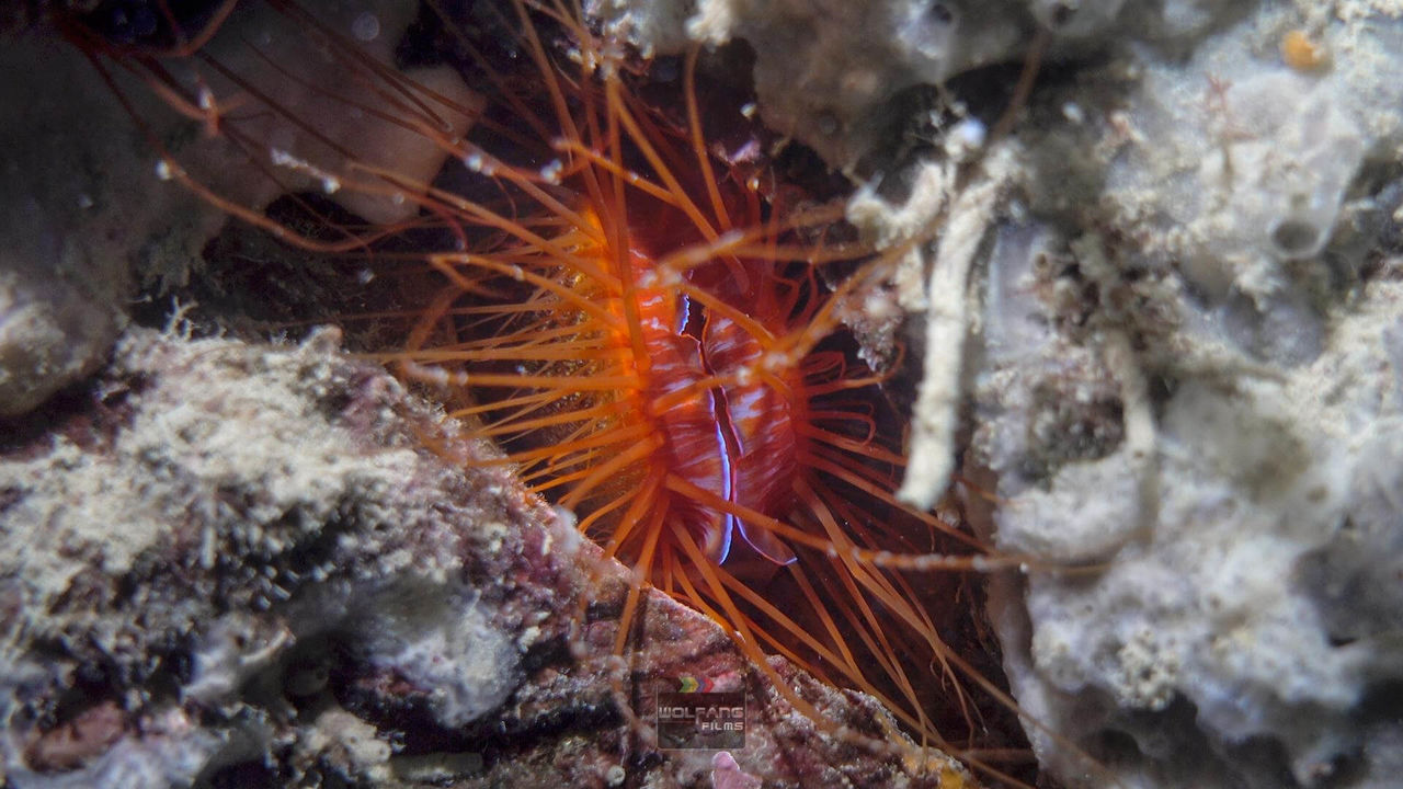 OrcaTorch 水下（xià）攝影手電筒