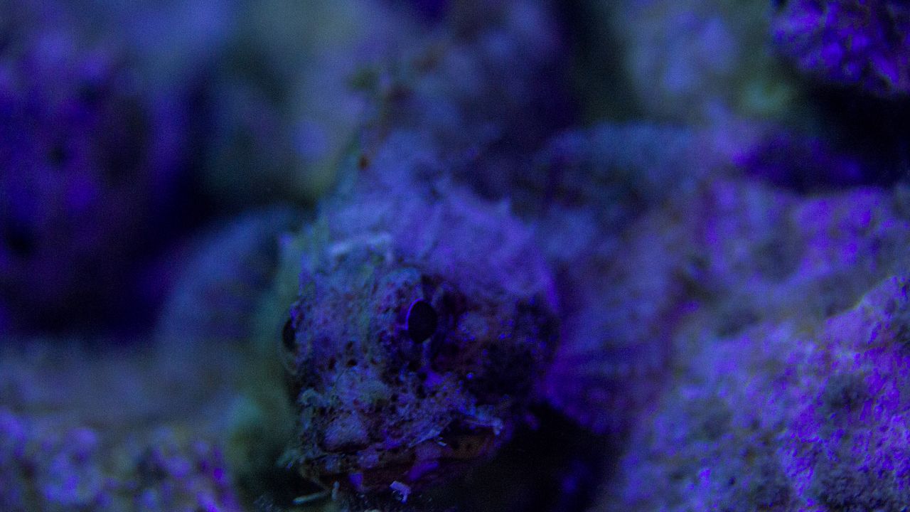 三光源潛水攝影補光（guāng）燈