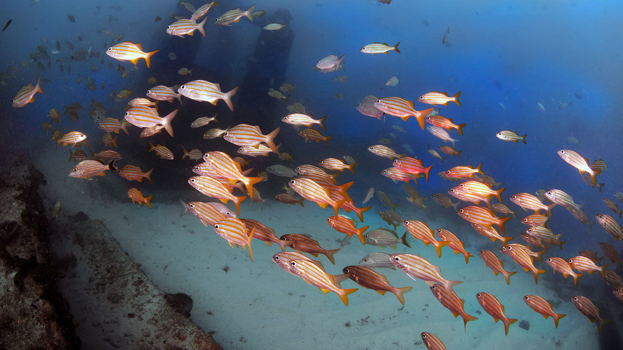 OrcaTorch 水下攝影手電筒