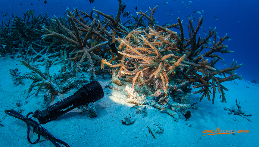 選（xuǎn）購潛水手電筒需要注意事項