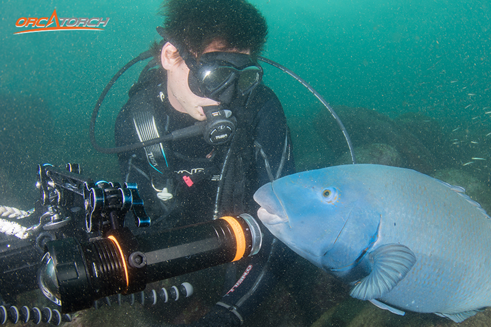 提升戶外潛水的體驗感｜OrcaTorch潛水