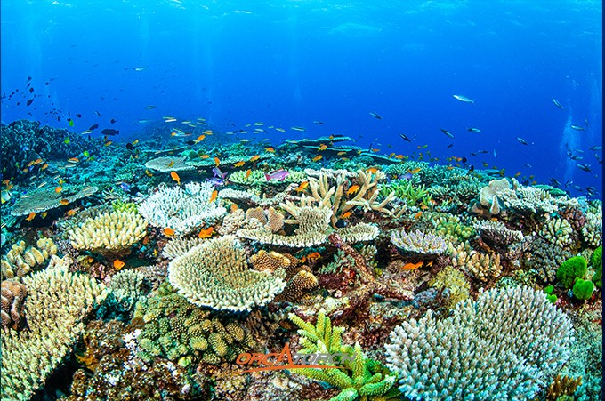 潛水燈-潛水手電筒-潛（qián）水攝影燈（dēng）-水（shuǐ）下工程照明-OrcaTorch木瓜视频