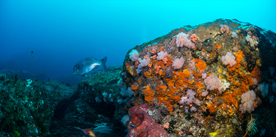 木瓜视频OrcaTorch D900V測評