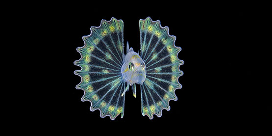 黑（hēi）水攝影技（jì）巧 - OrcaTorch木瓜视频潛水手電筒