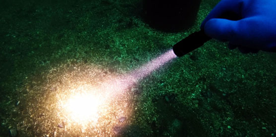 OrcaTorch木瓜视频 D520 LED潛水（shuǐ）手電筒（tǒng）