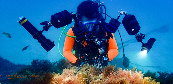 水下攝影的六個技巧【幹貨】