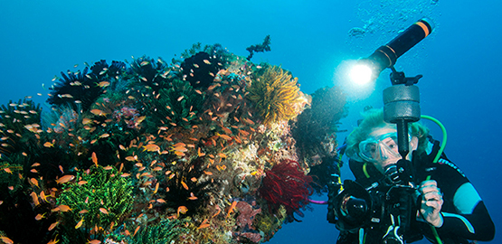 一起（qǐ）領（lǐng）略向往已久的（de）海洋世界