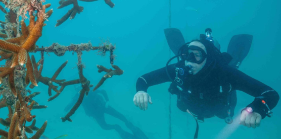 OrcaTorch木瓜视频D550技術潛水備用燈