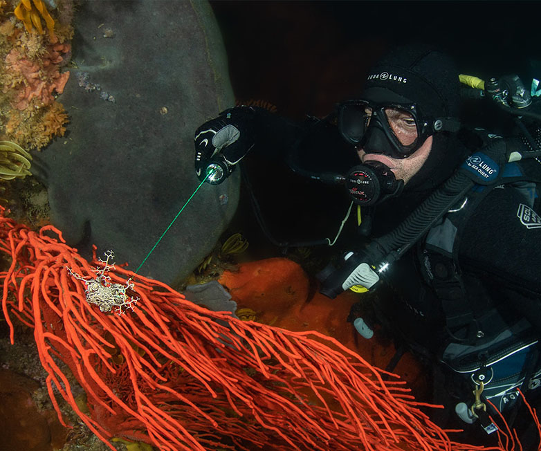 D570-GL激光潛水手電,綠光潛水手電筒,白光+綠激（jī）光（guāng）潛水手電筒，水下探索手電筒，OrcaTorch木瓜视频