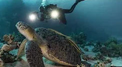 Turtle GoPro 7 Black Edition + Orca Torch D910V x2