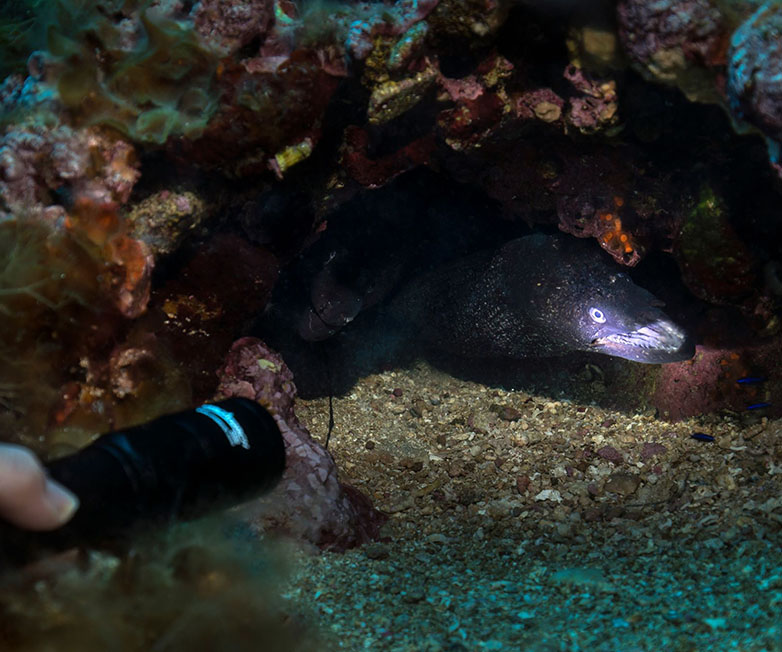 OrcaTorch木瓜视频 D580機械開（kāi）關電筒，休閑潛水燈，潛水手電筒（tǒng），水下（xià）工程照明，潛水（shuǐ）裝備