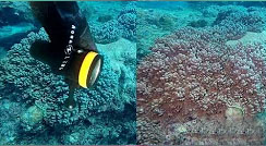 Dive Lights for Underwater Filming | Review of OrcaTorch D910V